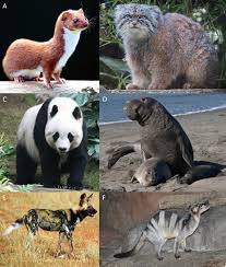 Attēlu rezultāti vaicājumam “Carnivora”