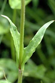 Image result for Lychnis flos-cuculi
