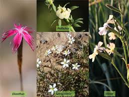 Attēlu rezultāti vaicājumam “Caryophyllaceae”