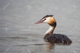 Attēlu rezultāti vaicājumam “Podiceps cristatus”