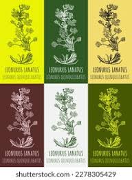 Attēlu rezultāti vaicājumam “Leonurus quinquelobatus leaf”