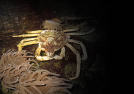 Image result for Hyas araneus