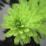 「綠羽毛」的圖片搜尋結果