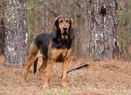 Image result for Carlisle BloodHounds