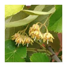 Attēlu rezultāti vaicājumam “Tilia tomentosa flower”