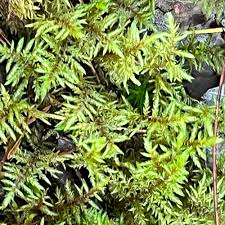 Attēlu rezultāti vaicājumam “Hylocomium splendens sporophyte”