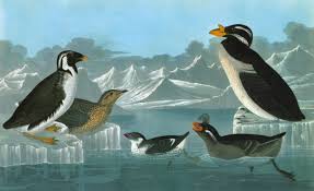 Image result for Synthliboramphus antiquus