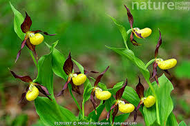 Attēlu rezultāti vaicājumam “Cypripedium calceolus flower”