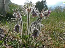 Attēlu rezultāti vaicājumam “Pulsatilla pratensis fruit”