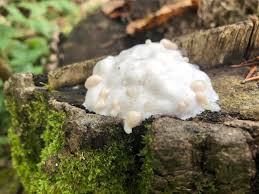 Attēlu rezultāti vaicājumam “Brefeldia maxima young”