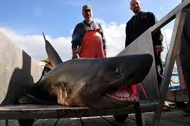 Image result for Lamna ditropis