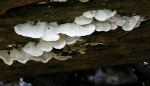 Attēlu rezultāti vaicājumam “Gloeoporus dichrous”