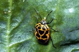 Attēlu rezultāti vaicājumam “Eurydema dominulus”