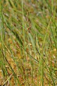 Attēlu rezultāti vaicājumam “Carex limosa”
