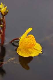 Attēlu rezultāti vaicājumam “Utricularia vulgaris flower”