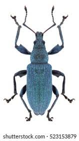 Attēlu rezultāti vaicājumam “Korynetes caeruleus”