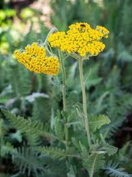 Image result for Achillea filipendulina