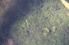 Attēlu rezultāti vaicājumam “Najas minor”