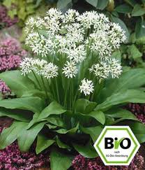 Image result for Bärlauch