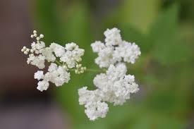 Attēlu rezultāti vaicājumam “Filipendula vulgaris leaf”