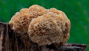 Attēlu rezultāti vaicājumam “Sparassis crispa”