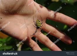 Attēlu rezultāti vaicājumam “Argiope bruennichi”