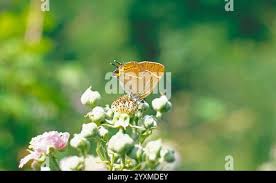 Attēlu rezultāti vaicājumam “Satyrium w-album underside”