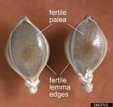 Attēlu rezultāti vaicājumam “Echinochloa crus-galli fruit”