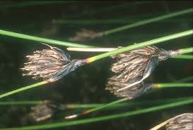 Attēlu rezultāti vaicājumam “Schoenus ferrugineus fruit”