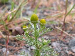 Attēlu rezultāti vaicājumam “Matricaria discoidea”