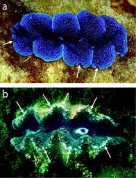 Image result for tridacna