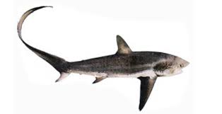 Image result for Alopias vulpinus