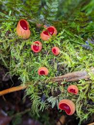 Attēlu rezultāti vaicājumam “Sarcoscypha austriaca var. lutea”