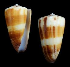 Attēlu rezultāti vaicājumam “Planorbis planorbis”