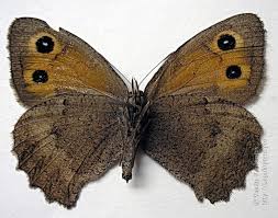 Attēlu rezultāti vaicājumam “Hyponephele lycaon male”