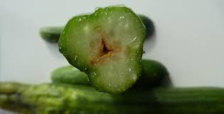 Attēlu rezultāti vaicājumam “Diderma umbilicatum stalked”