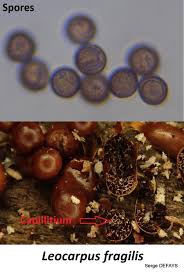 Attēlu rezultāti vaicājumam “Leocarpus fragilis spores”