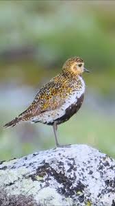 Attēlu rezultāti vaicājumam “Pluvialis apricaria adult”