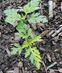 Attēlu rezultāti vaicājumam “Ambrosia artemisiifolia”