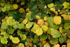 Attēlu rezultāti vaicājumam “Corylus avellana leaf”