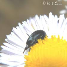 Attēlu rezultāti vaicājumam “Mordella sp.”