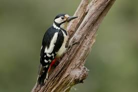 Attēlu rezultāti vaicājumam “Dendrocopos major female”