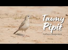 Image result for Anthus campestris