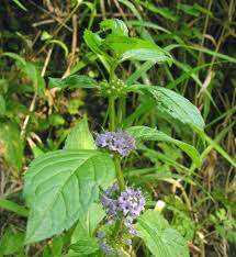 Attēlu rezultāti vaicājumam “Mentha x verticillata leaf”