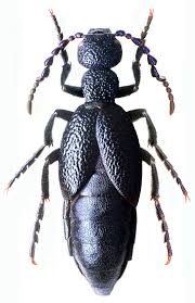 Attēlu rezultāti vaicājumam “Meloe sp. imago”