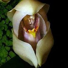 Attēlu rezultāti vaicājumam “Plantago uniflora flower”