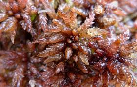 Attēlu rezultāti vaicājumam “Sphagnum magellanicum”