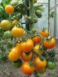 Afbeeldingsresultaat voor rose quartz tomato