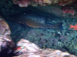 Image result for Lutjanus colorado