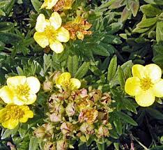 Attēlu rezultāti vaicājumam “Potentilla reptans flower”